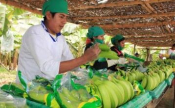 piura-banano-organico-genera-us-120-millones-en-exportacione-9763